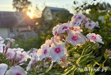 В Псковской области ожидается резкий перепад температур: ночью +6, днём +27