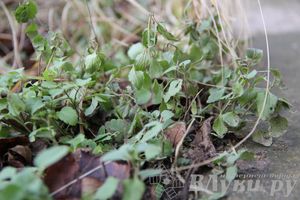 Этот странный январь