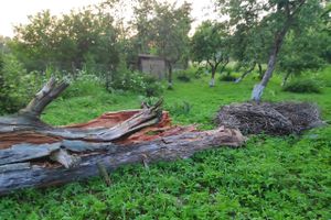 В Псковской области спасли двух аистят (ФОТО)
