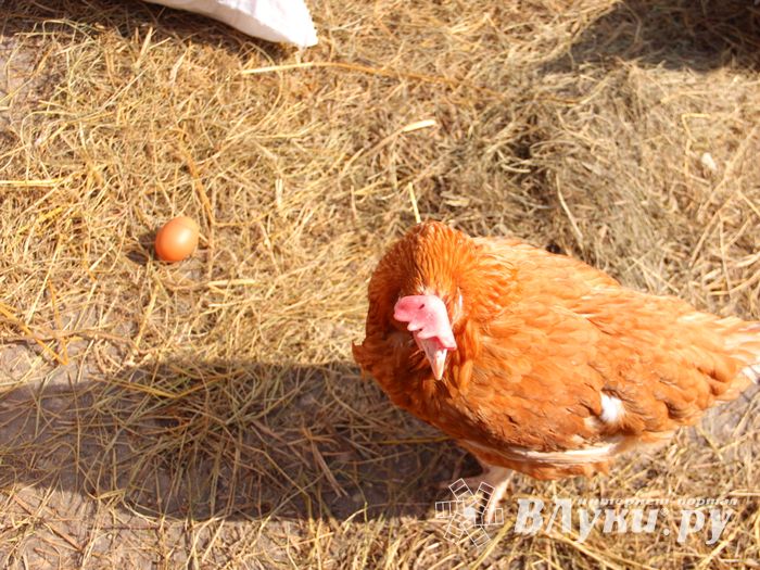 СТЦ «СтройСам» порадовал великолучан на универсальной ярмарке «Весна-2018» (ФОТО)