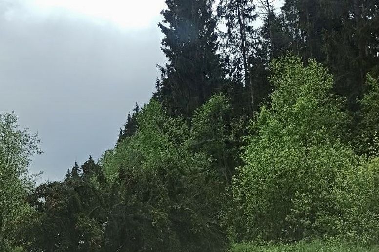 Дерово перекрыло проезд автомобилей в зелёной зоне (ФОТО)