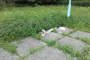 В Великих Луках не потрудились скосить траву возле мемориала (ФОТО)