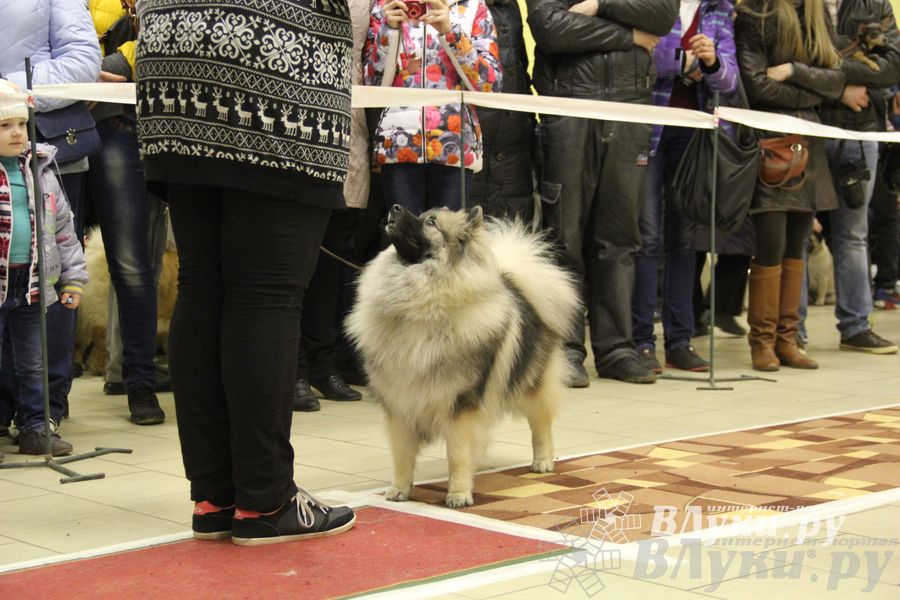 Всероссийская выставка собак «Великие Луки — 2014»