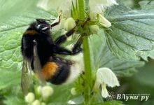 Прогноз погоды в Великих Луках на 21 августа