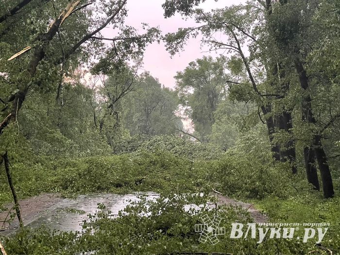 Весь ужас вчерашнего урагана в Великих Луках и районе (ФОТО, ВИДЕО)