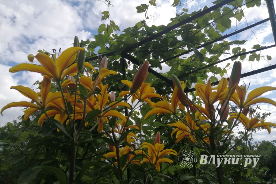 Сегодня в Великих Луках прогнозируют дожди и грозы