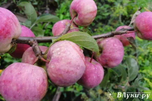 Сегодня в Великих Луках будет дождливо