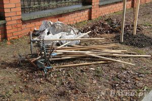 У Братского кладбища высадили новую аллею (фото)