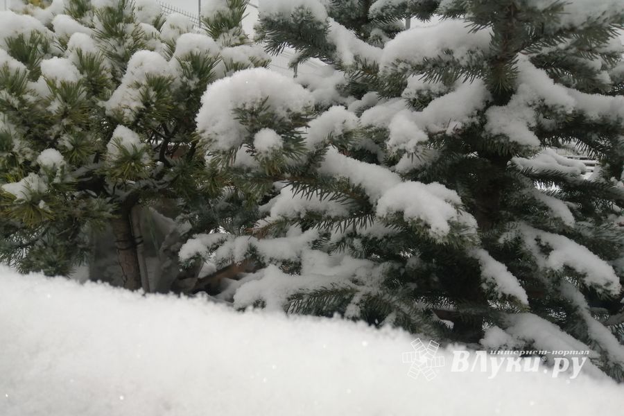 © ВЛуки.ру/Ирина Ловчая