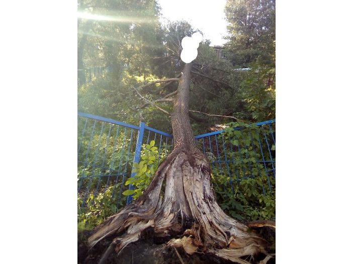 В Великих Луках дерево упало на забор садика (ФОТО)