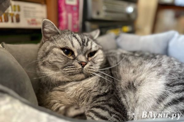 Сегодня великолучанам обещают переменную облачность