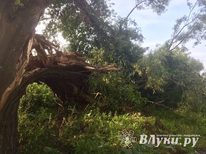 Полтора месяца не убирают сломанные непогодой деревья (ФОТО)