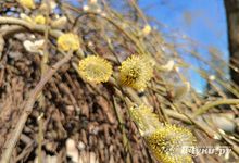 Прогноз погоды на 3 апреля в Великих Луках