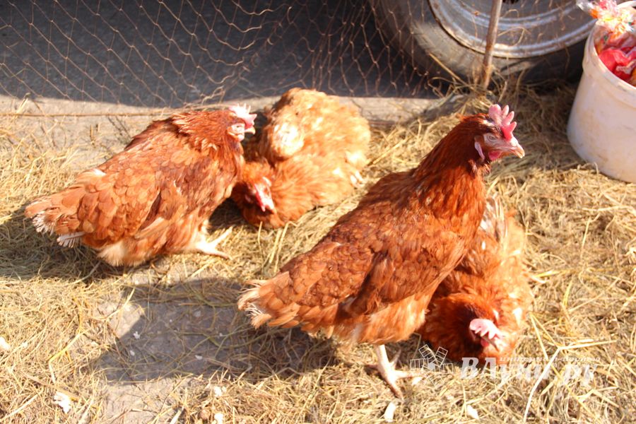 СТЦ «СтройСам» порадовал великолучан на универсальной ярмарке «Весна-2018» (ФОТО)