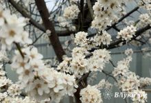 Прогноз погоды на 22 апреля в Великих Луках