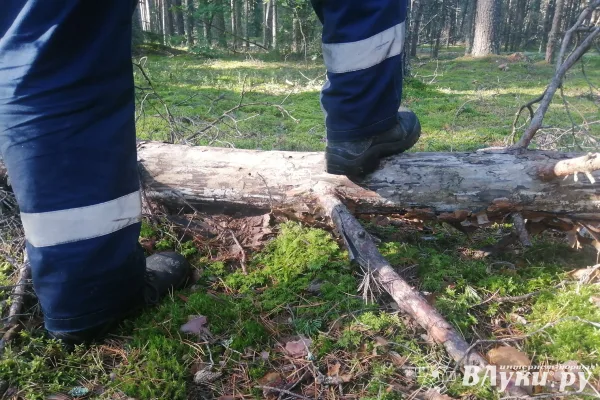 В России появится система управления в области охоты и охотничьих ресурсов