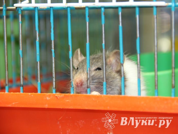 «Zooбастики»: подарите праздник своим любимцам! (ФОТО+ВИДЕО)