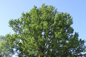 Неравнодушные великолучане: «Погибают» могилы солдат на «Ступинской высоте» (фото)