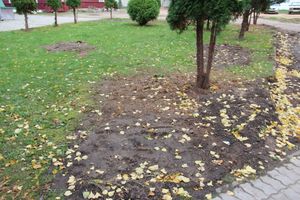 Куда исчезли пихты у Свято-Вознесенского собора в Великих Луках