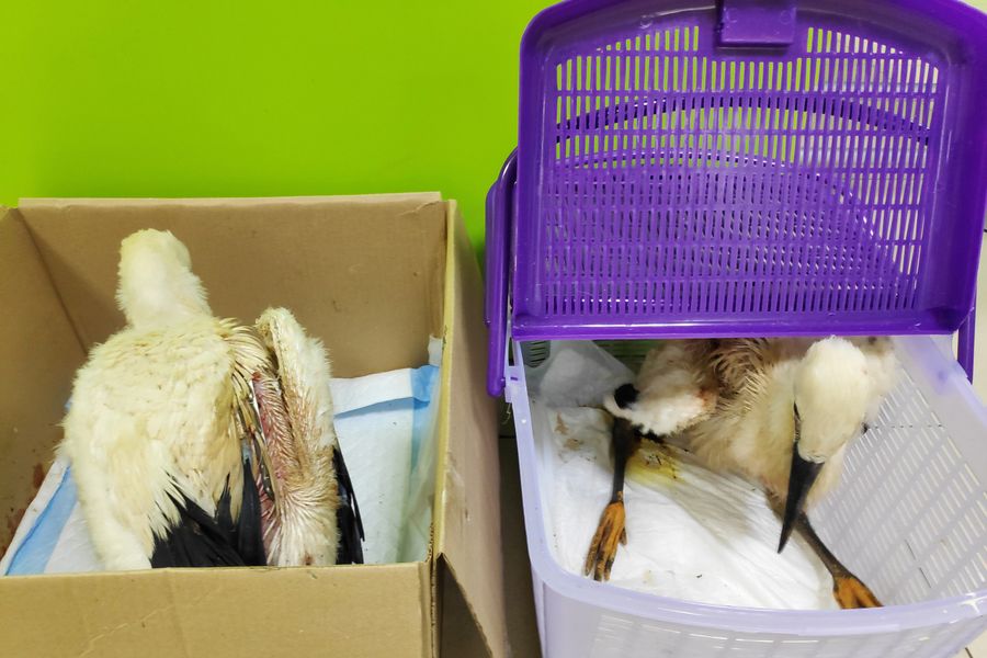 В Псковской области спасли двух аистят (ФОТО)