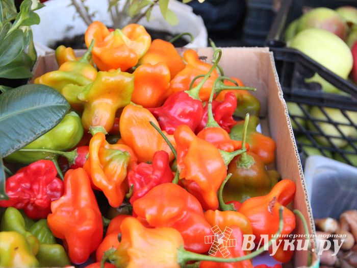 Торговая ярмарка «Осень-2016» прошла в Великих Луках (ФОТО)