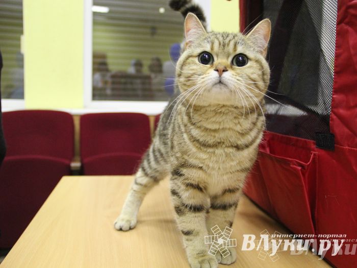 В Великих Луках прошла выставка кошек (фото)