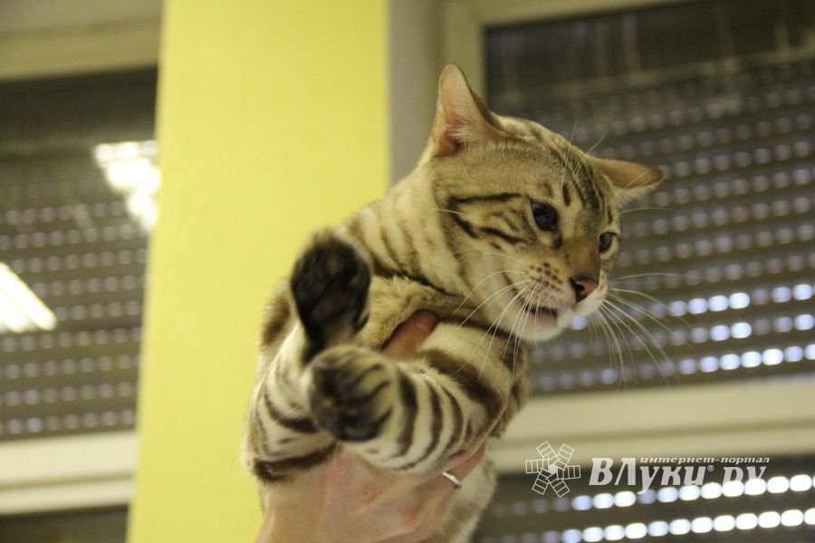 В Великих Луках прошла выставка кошек (фото)
