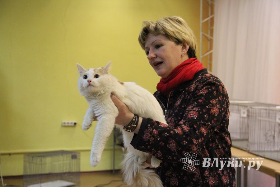 В Великих Луках прошла выставка кошек (фото)