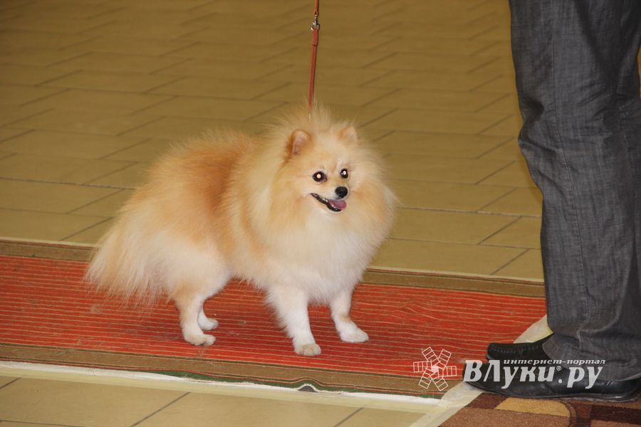 Всероссийская выставка собак в Великих Луках (фото)