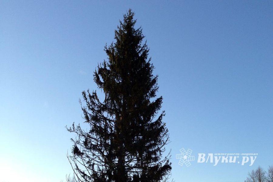 Новогодняя ель приехала в Великие Луки