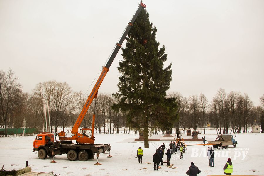 Ёлочка приехала! (ФОТО)
