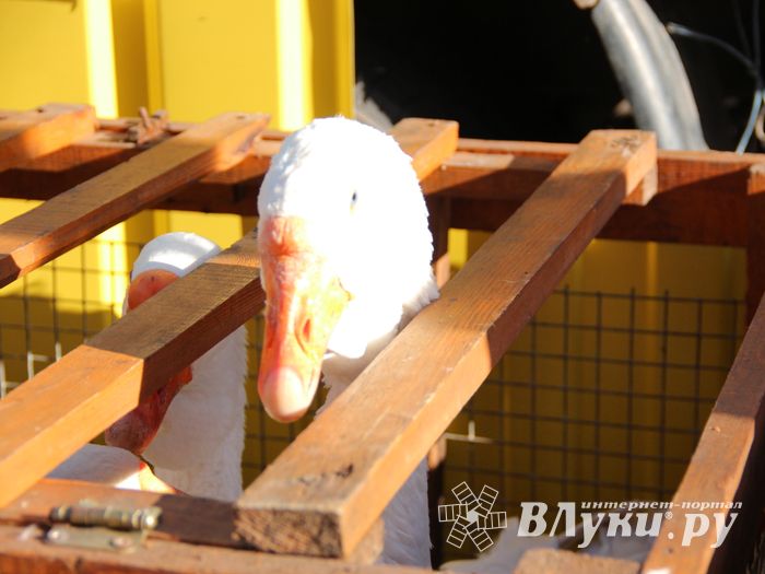 Торговая ярмарка «Осень-2016» прошла в Великих Луках (ФОТО)