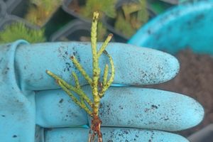 © ВЛуки.ру/ Ирина Ловчая