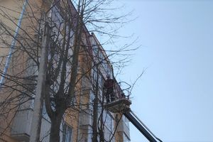 На Пионерской пилят деревья (ФОТО)