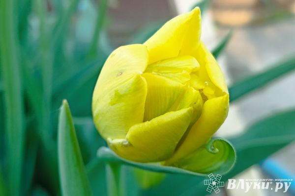 Сегодня великолучанам обещают ясный день