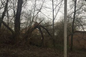 Жутковатое дерево близ острова Дятлинка