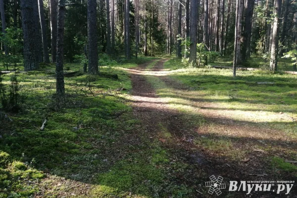 Рослесхоз высоко оценил готовность Псковской области к пожароопасному сезону