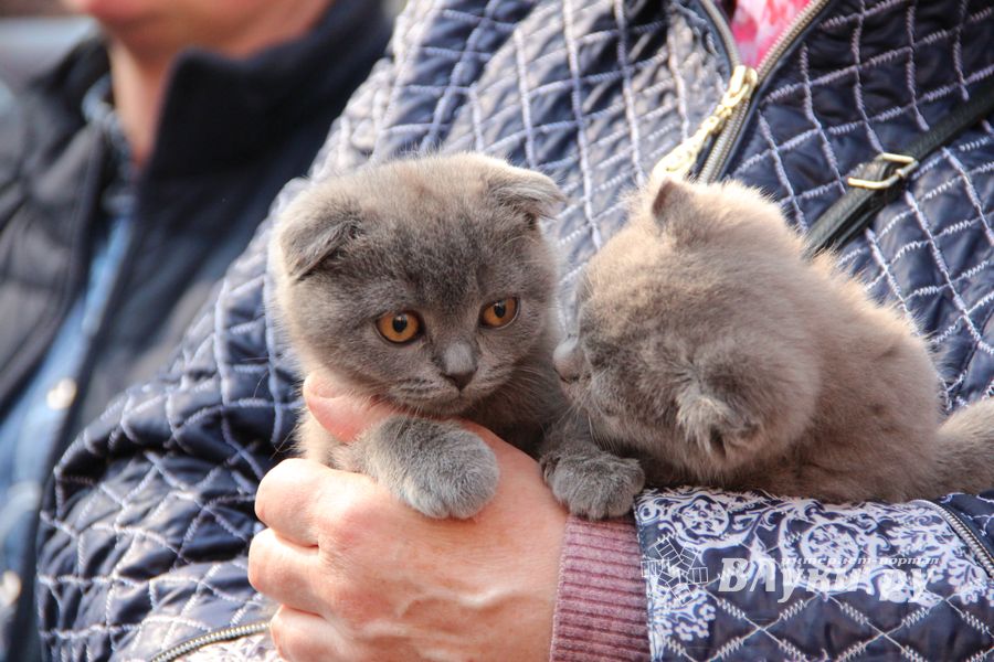 СТЦ «СтройСам» порадовал великолучан на универсальной ярмарке «Весна-2018» (ФОТО)