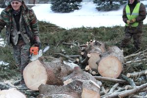 Главная городская ёлка отправилась на свалку (ФОТО)