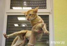 В Великих Луках прошла выставка кошек (фото)