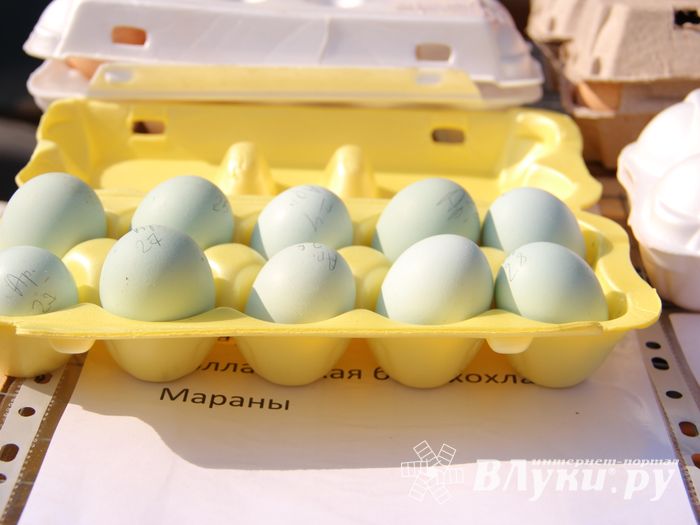 СТЦ «СтройСам» порадовал великолучан на универсальной ярмарке «Весна-2018» (ФОТО)