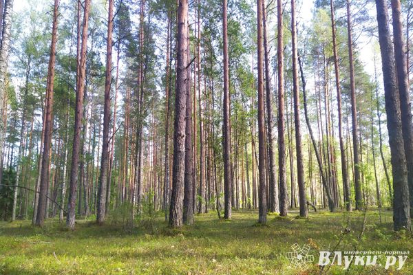 Условный срок получил житель Псковской области за незаконную вырубку леса