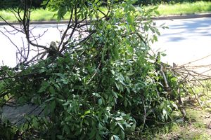 «Опасную» ветку над проспектом Гагарина спилили (ФОТО)