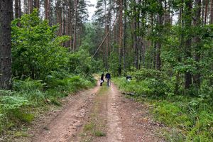 Псковский Роспотребнадзор напоминает о мерах профилактики отравлений грибами