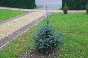 Теперь и в Великих Луках есть что потереть на удачу (ФОТО)