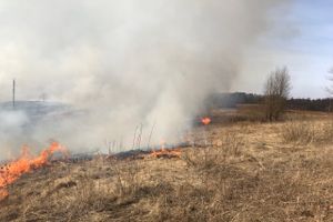 Бесконтрольный пал травы в Великолукском районе (ФОТО, ВИДЕО)