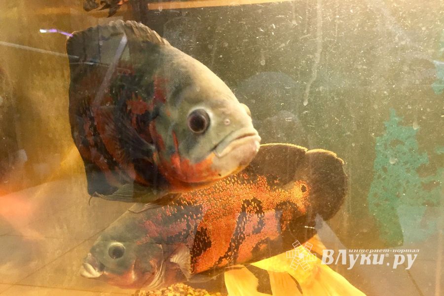 «Zooбастики»: подарите праздник своим любимцам! (ФОТО+ВИДЕО)