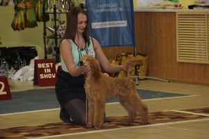 Всероссийская выставка собак в Великих Луках (фото)