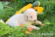 О чем не следует забывать владельцам дачных участков