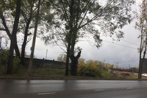 В Великих Луках, почти в центре города, более двух месяцев лежало поваленное дерево (ФОТО)